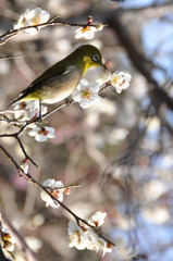 春を楽しむ　メジロ