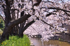 １駅歩いて桜を楽しむ　６