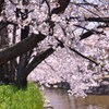 １駅歩いて桜を楽しむ　６