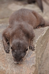 だれだれコツメカワウソ