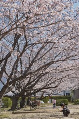 １駅歩いて桜を楽しむ　２