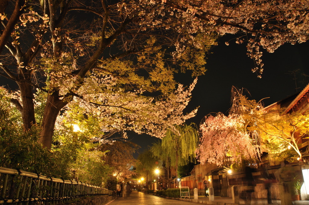 祇園白川の夜桜７