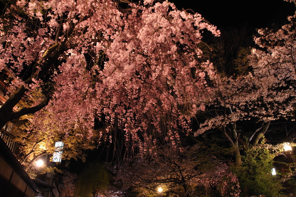 祇園白川の夜桜５