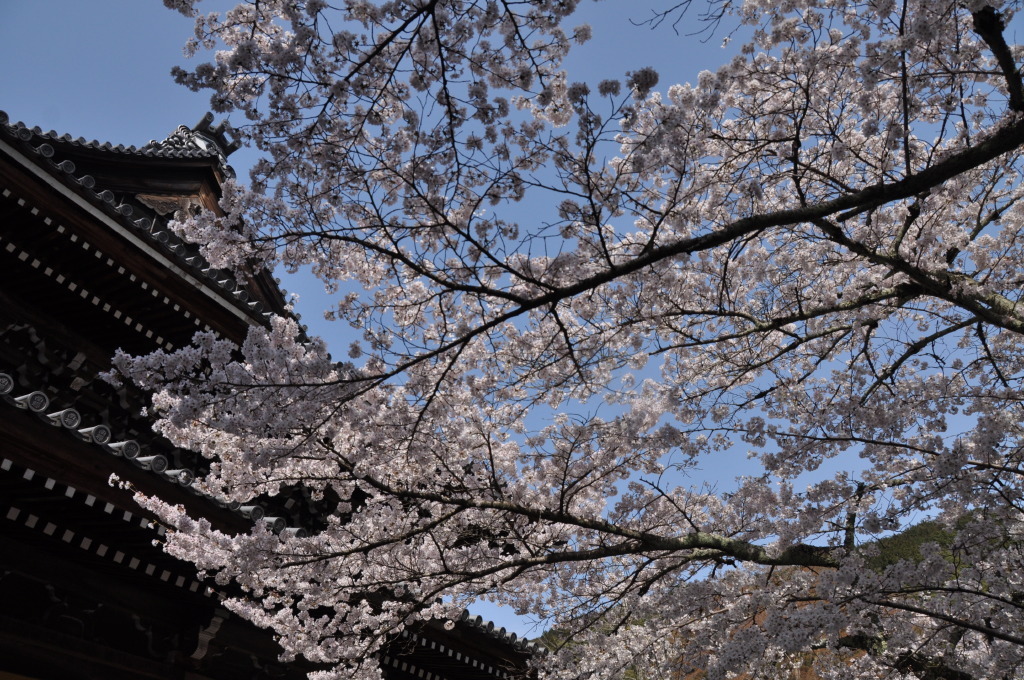 桜５