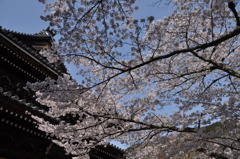 桜５
