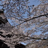 桜５