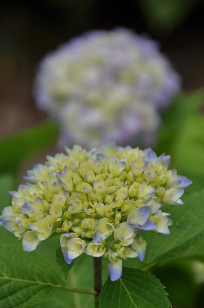 紫陽花