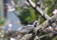 １駅歩いて桜を楽しむ　７
