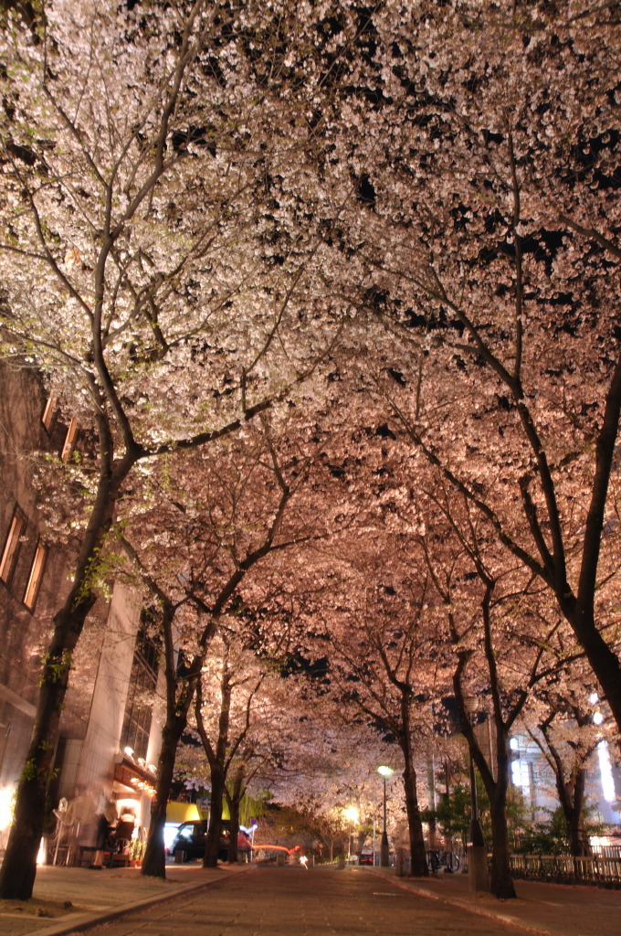 祇園白川の夜桜１