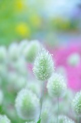 春が来た