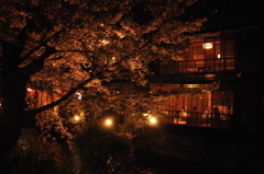 祇園白川の夜桜６