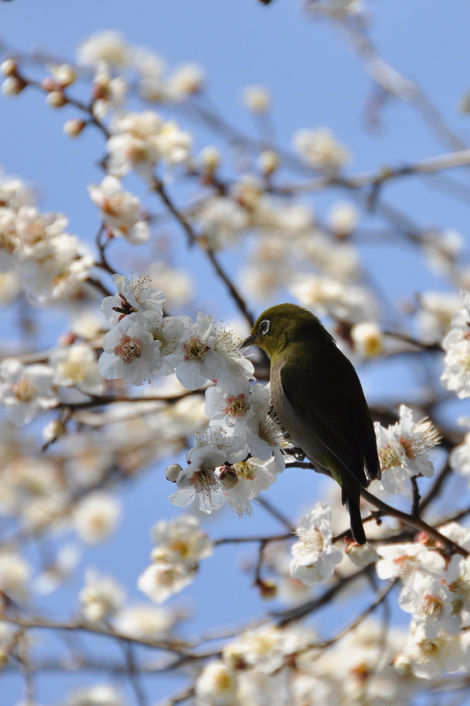 春を楽しむ　メジロ