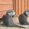 カワウソ 