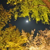 祇園白川の夜桜４