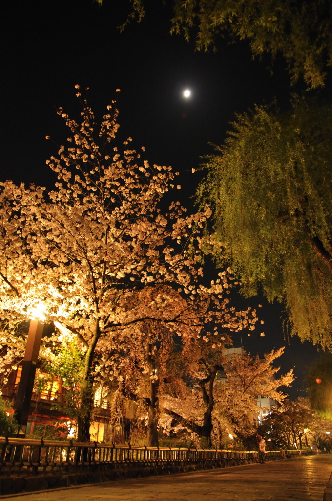 祇園白川の夜桜８
