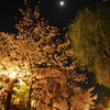 祇園白川の夜桜８