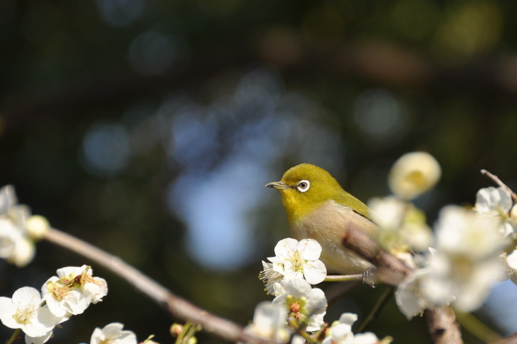春を楽しむ　メジロ