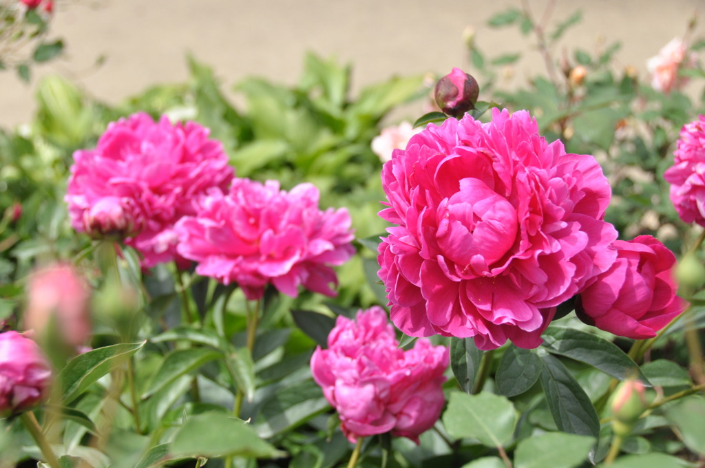 花の成長にビックリ　今日