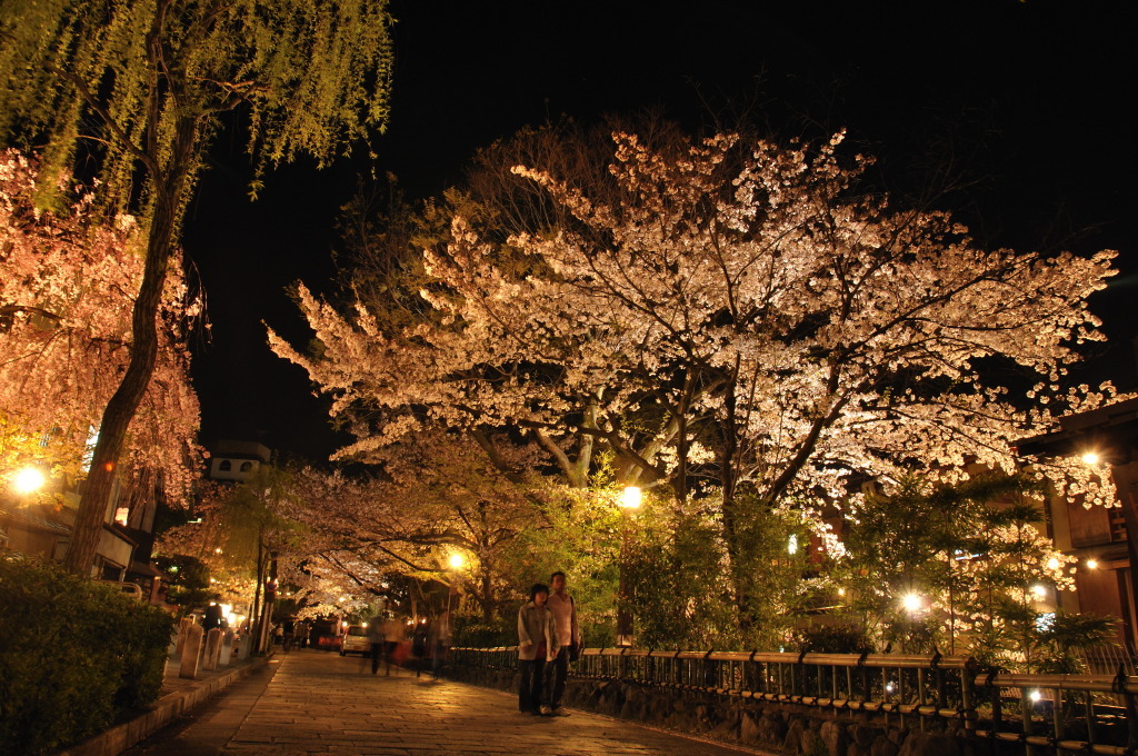 祇園白川の夜桜３