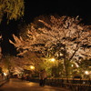 祇園白川の夜桜３