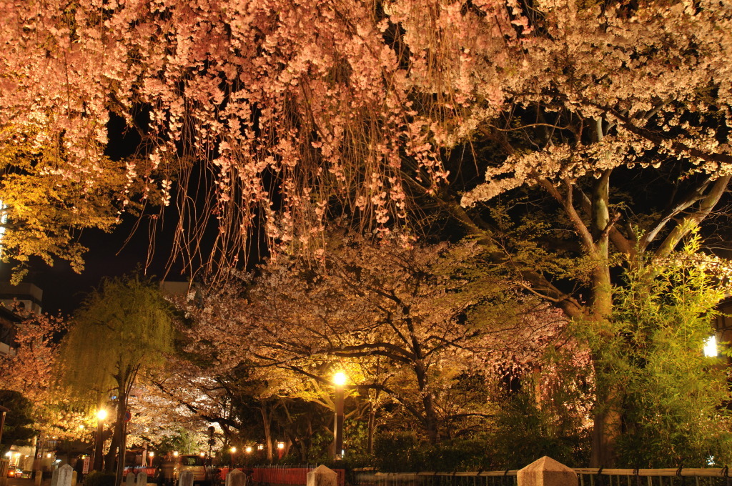 祇園白川の夜桜２