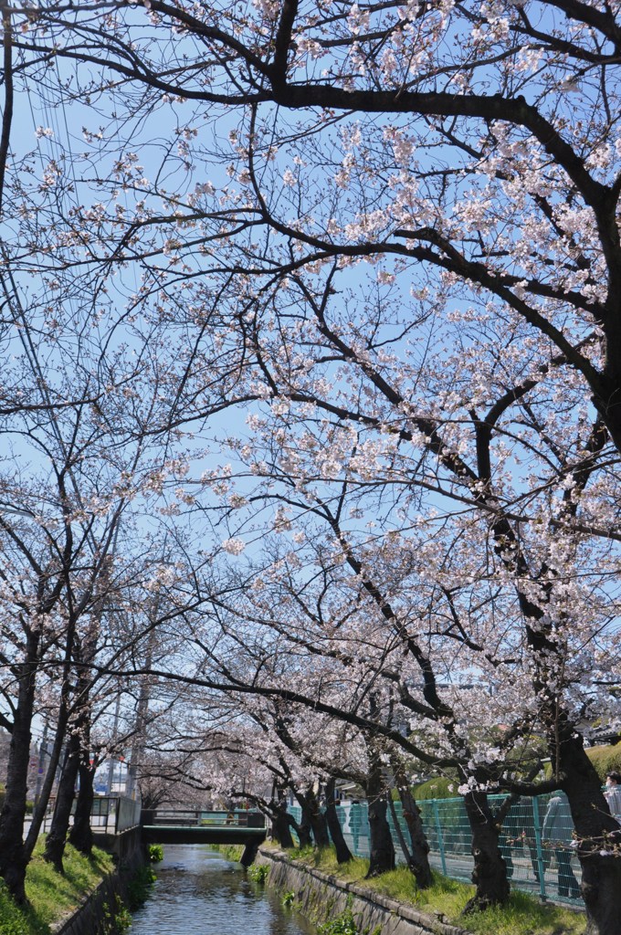 １駅歩いて桜を楽しむ　１