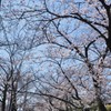 １駅歩いて桜を楽しむ　１