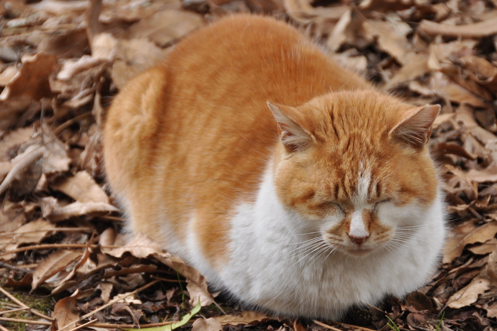 猫の時間　昼寝