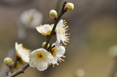 山田池公園　梅