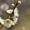 山田池公園　梅