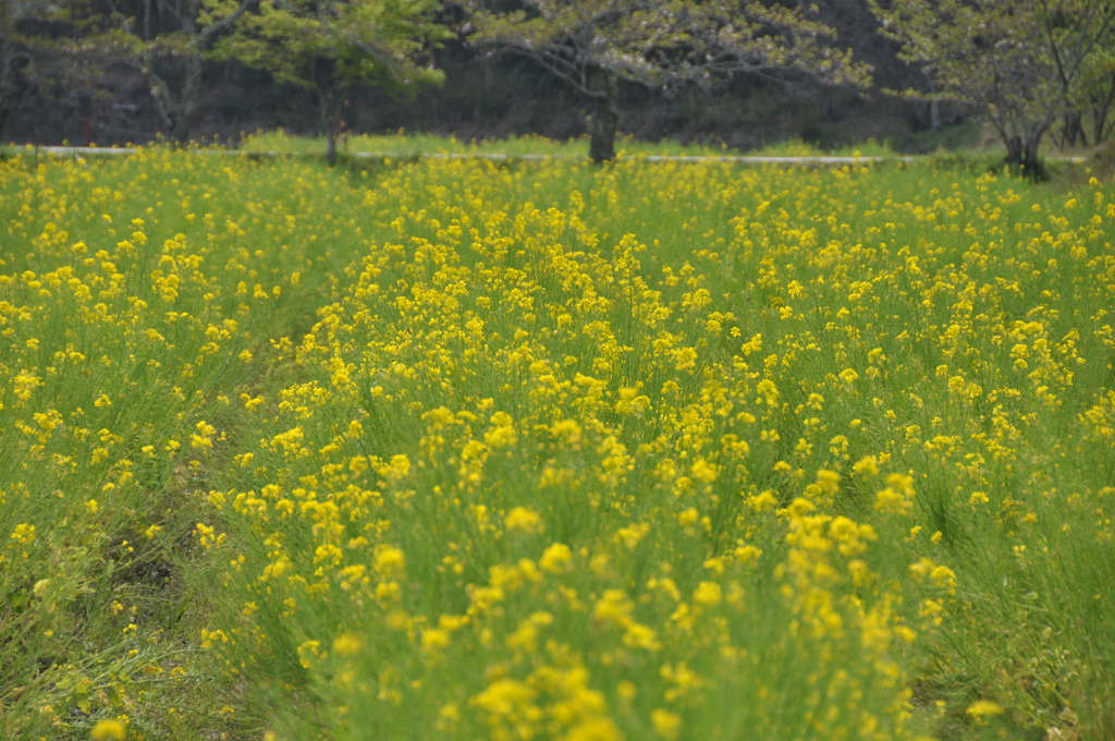 来年のお花見予定地