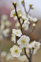 山田池公園　梅