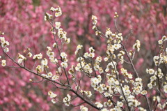 山田池公園　梅