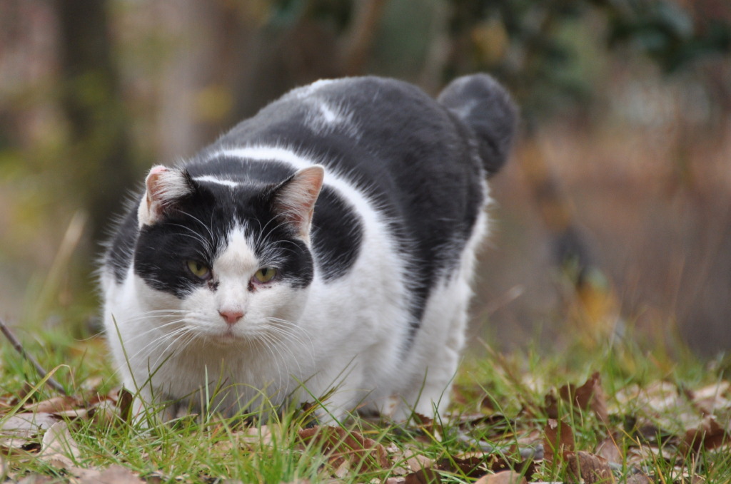 猫の時間　狩