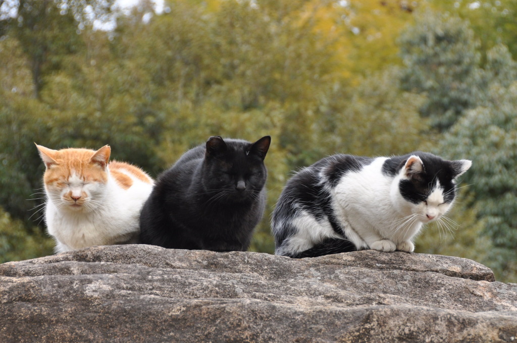 猫の時間　集団生活