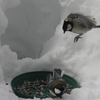 シジュウカラbird110308_008