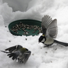 シジュウカラbird110308_015