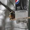 ヤマガラ　bird110308_001