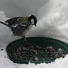 シジュウカラbird110308_007