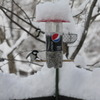 bird110215_002