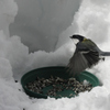 シジュウカラbird110308_006