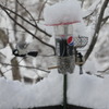 bird110215_001