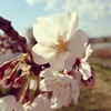 川べの桜