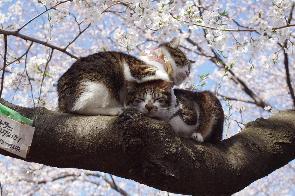 さくらねこ