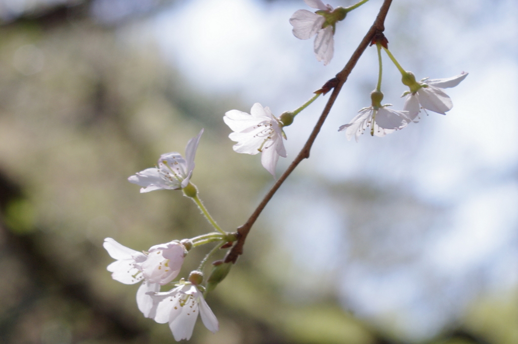 しだれ桜