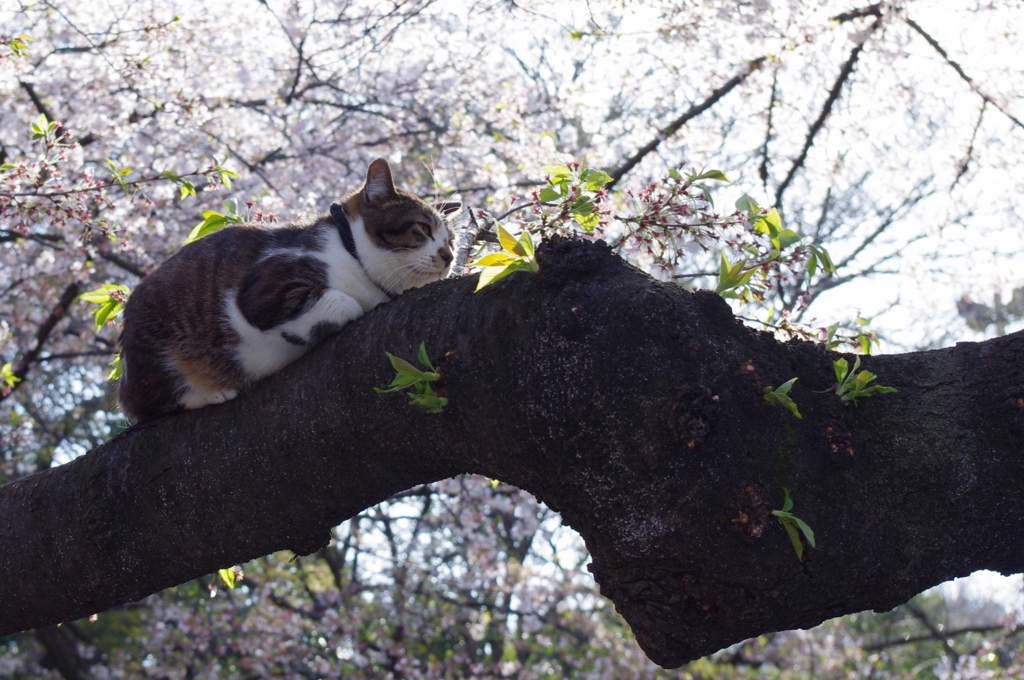 桜と猫