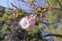 これから咲く八重桜