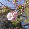 これから咲く八重桜