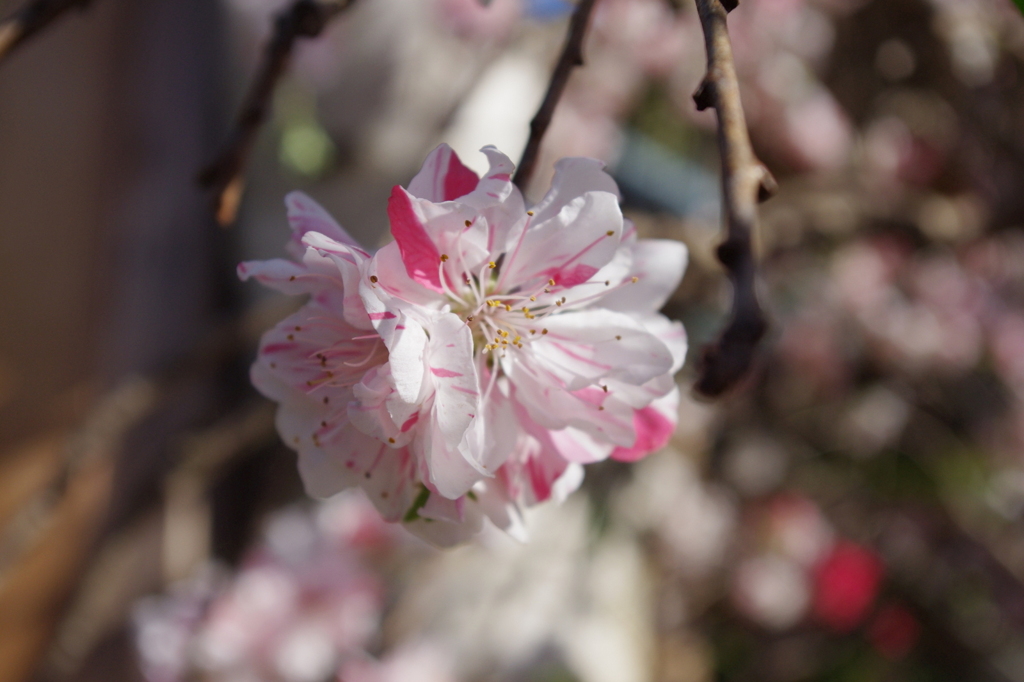 桜…？
