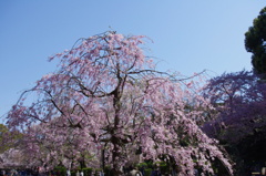 上野動物園の前の桜